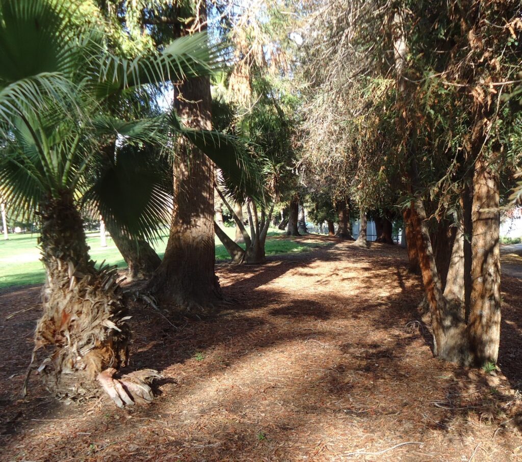 Tree-lined park walkway in Cupertino, California